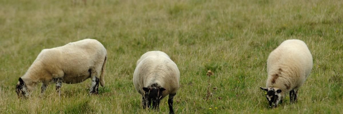 Beulah Sheep