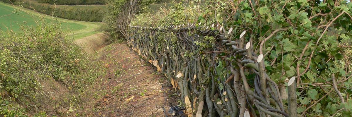 Midlands hedge-laying at Wimpole Estate, 2010