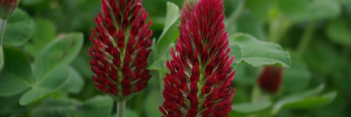 Crimson clover