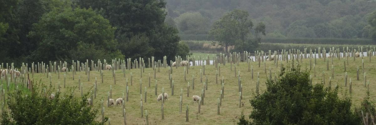 Agroforestry Trials, Allerton