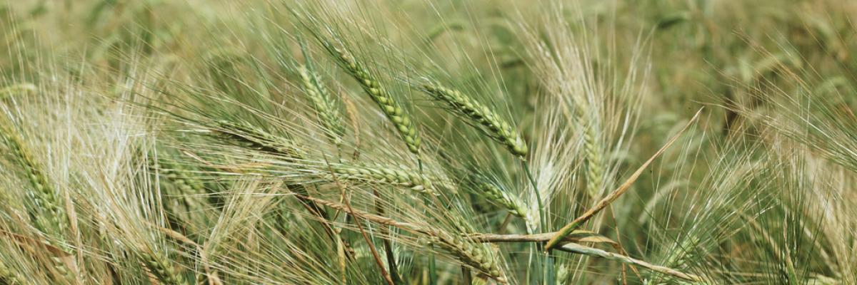 Field of Barley