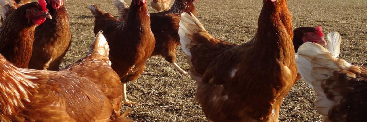 Chickens at Daylesford Nov 16