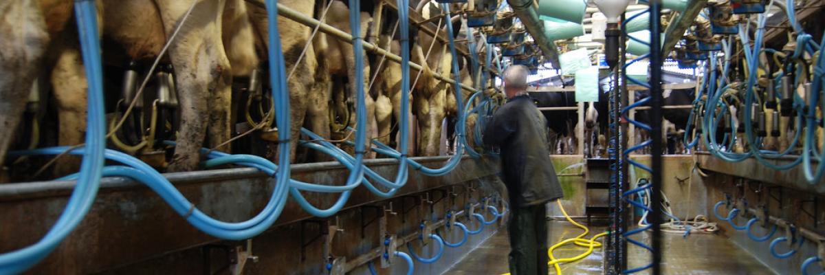 Dairy at Daylesford Organic. Martin Morrell