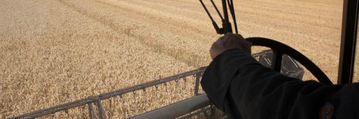 Farming wheat without neonicotinoids