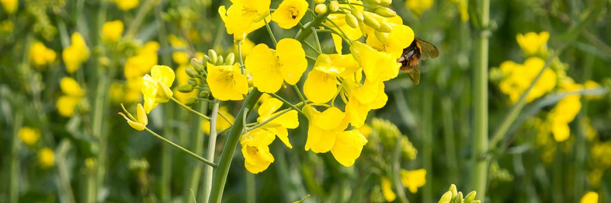 Bumblebee and Oilseed-Rape