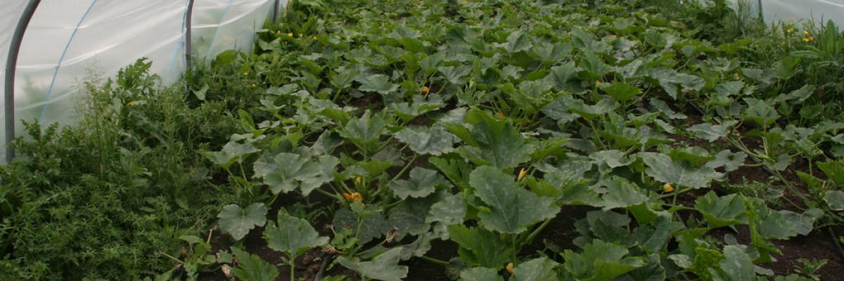 Courgettes growing in a thick mulch of green waste compost