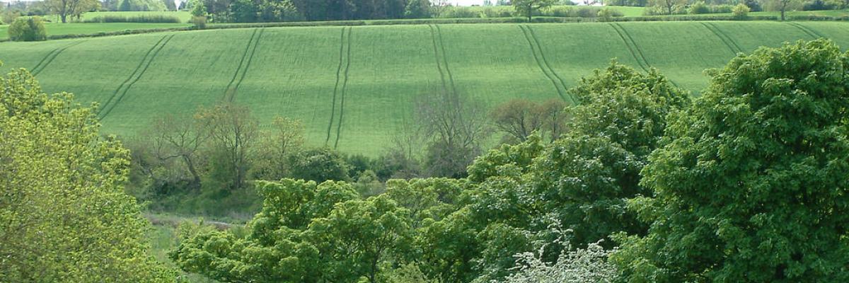 Trees and arable field