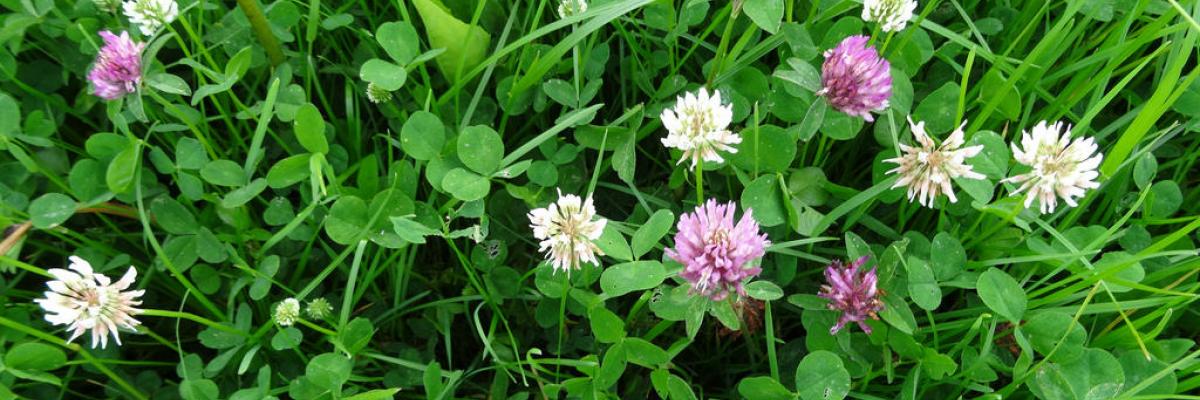 Red and White Clover