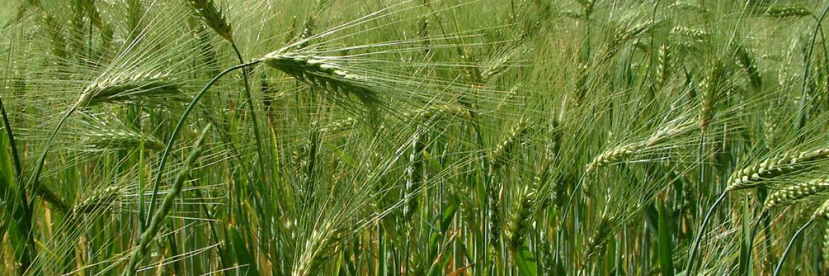 Barley field in Scharbeutz, Germany