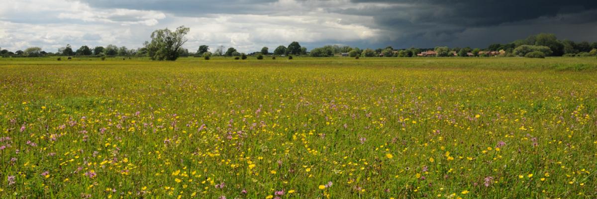 Hay meadows Lower Derwent Valley NNR