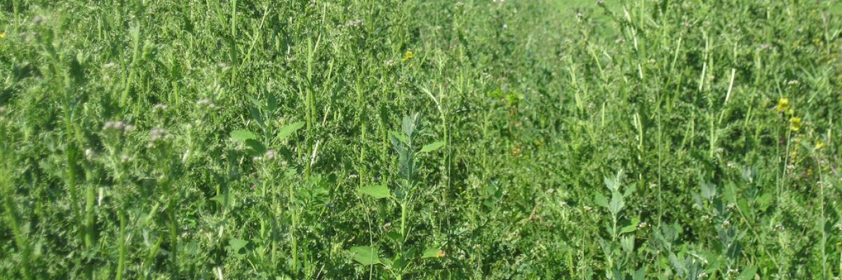 LL WP1 Weed problem Barrington Park 2009 (1)