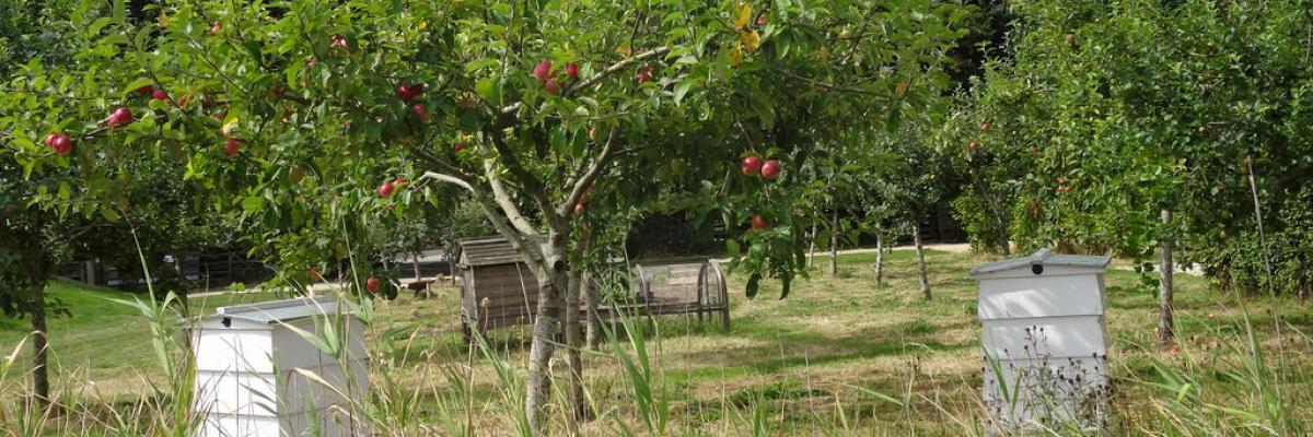 Bees and apple trees