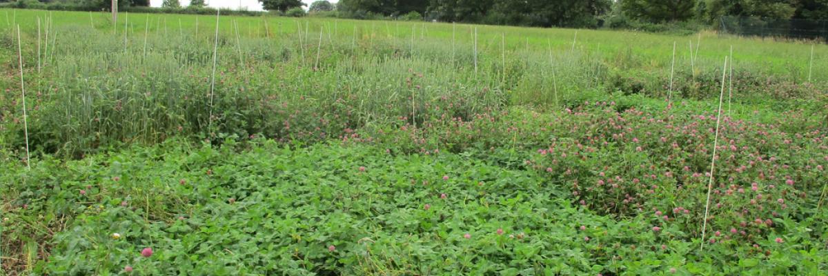 Different red clover varieties demonstrating the difference between early and late flowering.  Second year of red clover growth.  The test crop of wheat is visible in the background