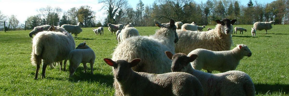 Sheep grazing with the shelter of trees behind