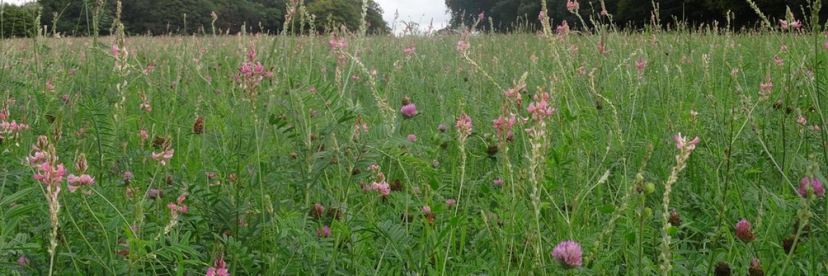 Sainfoin and Clover