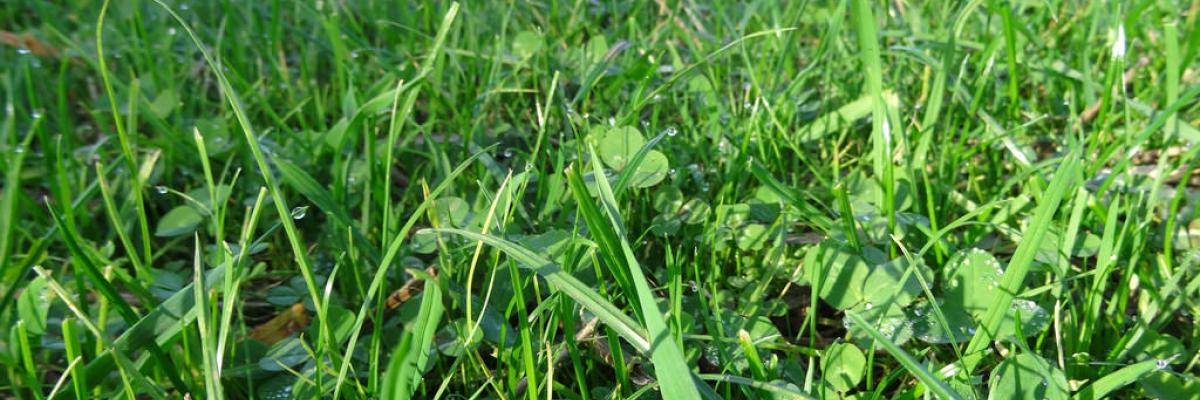 Clover and grass ley, Daylesford