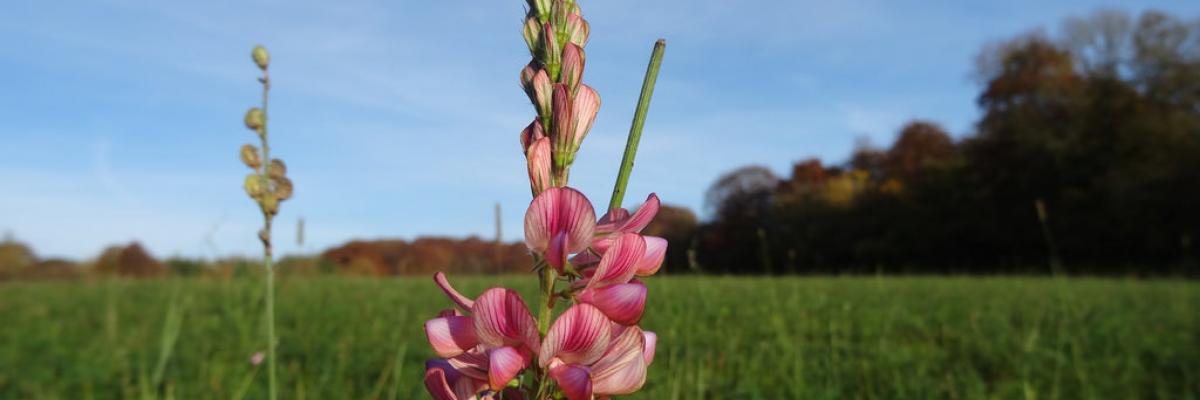 Sainfoin, Oct, Daylesford