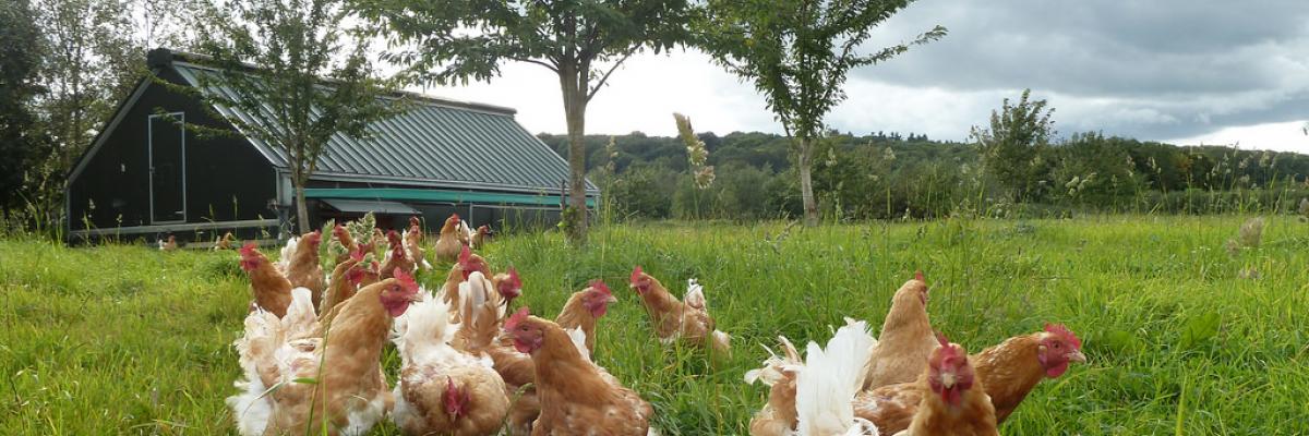 Poultry on range