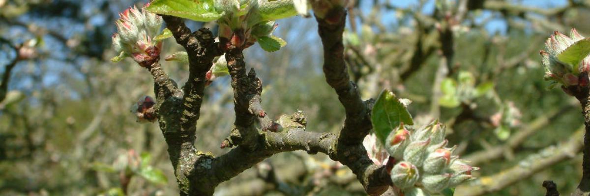 Apple tree in traditional orchard