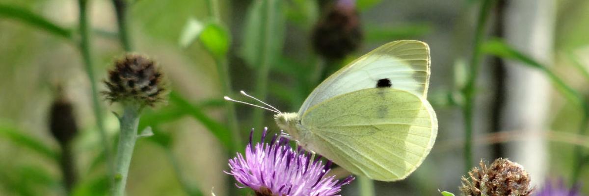 Cabbage white butterfly on knapweed