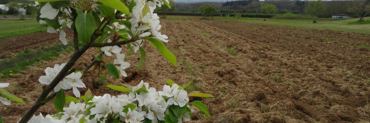 Cultivated land - Daylesford MG