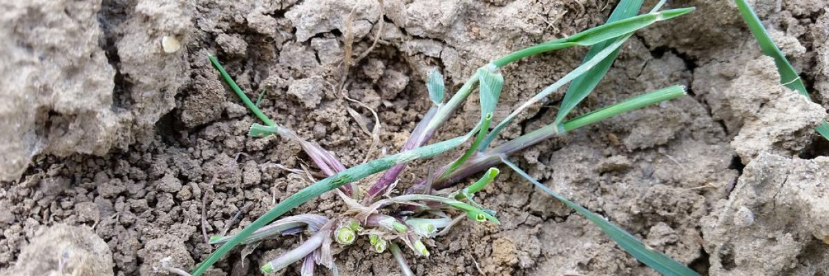 Grazed black grass