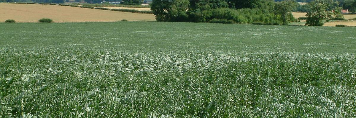 Broad bean field