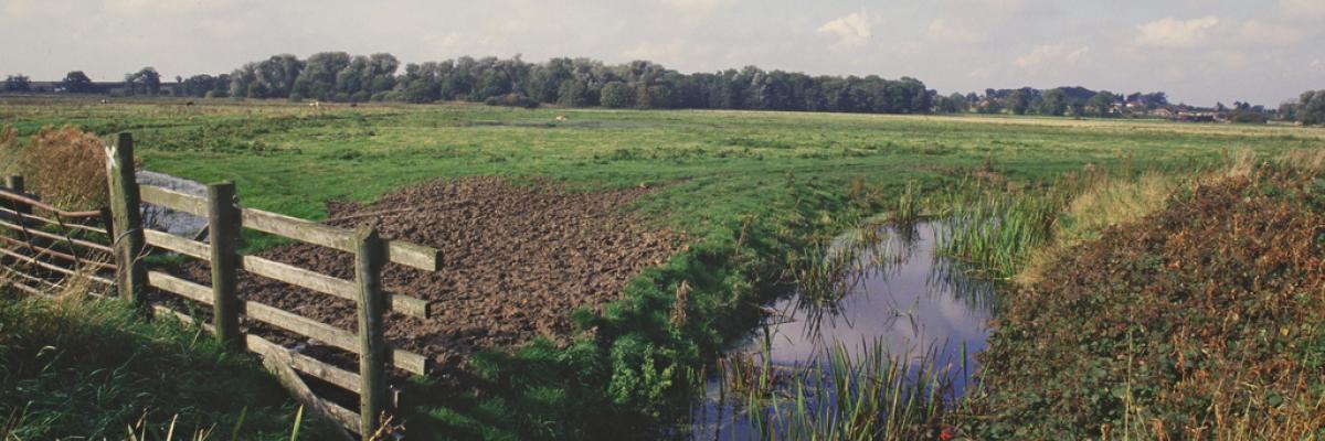 Grazing marshes/dyke