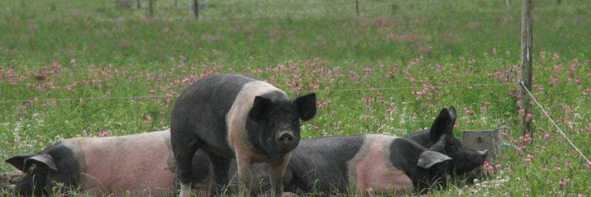 Pigs in pasture, Eastbrook Farm