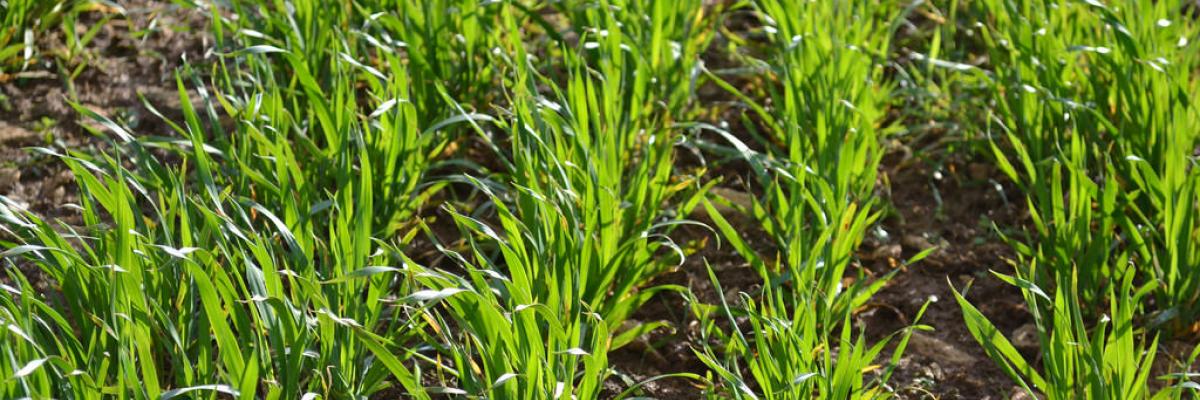 OK-NET ARABLE ABBEY HOME FARM, FEB