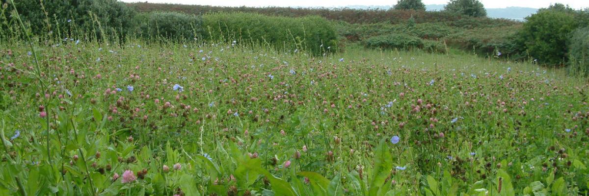 Flowering meadow on St Martins, Isles of Scilly