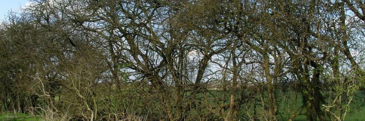 Tall mature unmanaged hedge which has developed gaps