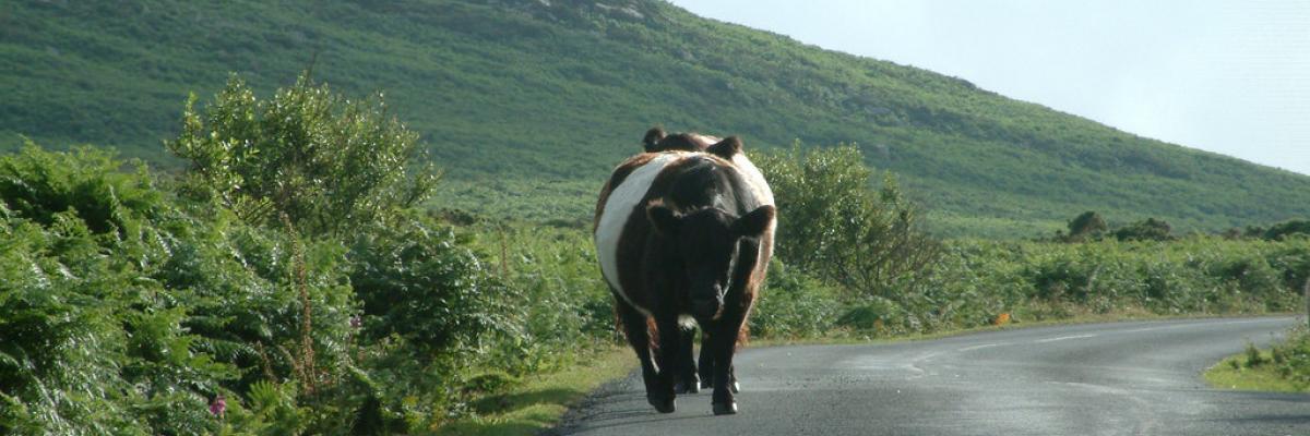 Belted Galloway, Cornwall