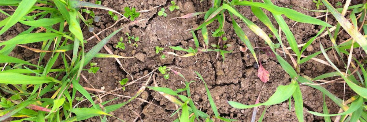 Undersown white clover establishing in spring wheat