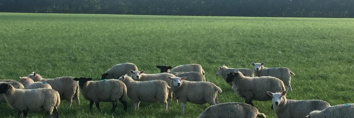 Sheep on holiday on Ferry Farm 