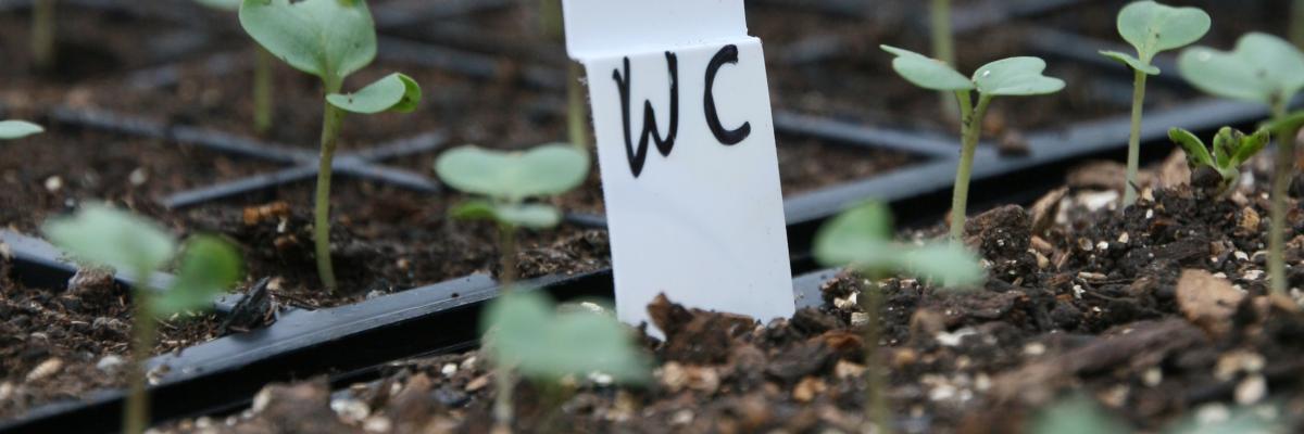 Brassica seedlings in module trays